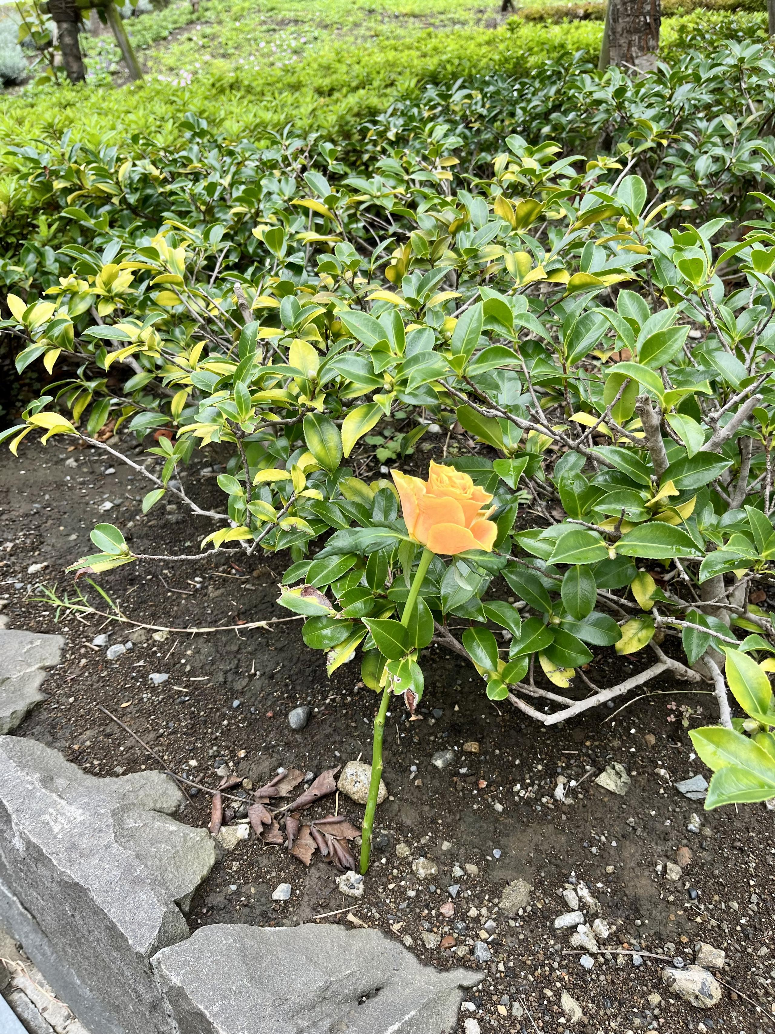 【IHT days】事務所前の植え込みが気になる話