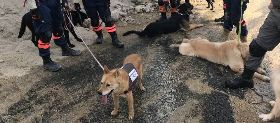 西日本豪雨災害での救助犬の活躍