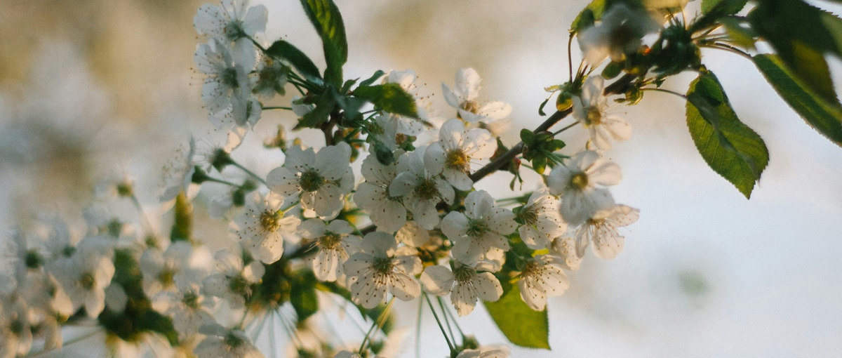 生成AI開発会社のAIセキュリティエンジニア募集！