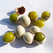 FARMで採れた３Lサイズの銀杏