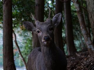 代表の羽田はくくり罠の猟師としても活動する（9年目）。養鶏事業に取り組む知社集落唯一の猟師でもある