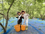 梅拾いをする子どもたち。この体験を未来に残したいです。