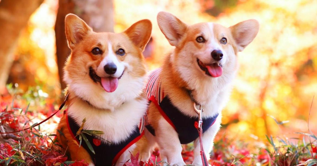 エリザベス女王と愛犬コーギーたちの歴史と、コーギーの魅力 エリザベス女王と愛犬コーギーたちの歴史と、コーギーの魅力