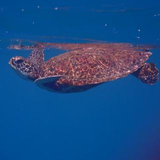 遠藤 慎