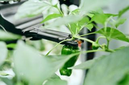 ピーマンの自動収獲ロボット「L」