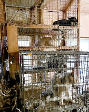ブリーダー・多頭飼育崩壊の現場の劣悪さ。地下室で太陽を見たこともない、ケージから交配の時しか出してもらえなかった、虐待の中で飼われていた