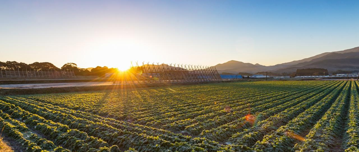 農業×IT。自社開発環境でフルスタックを目指す、エンジニア募集