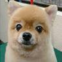 wanko