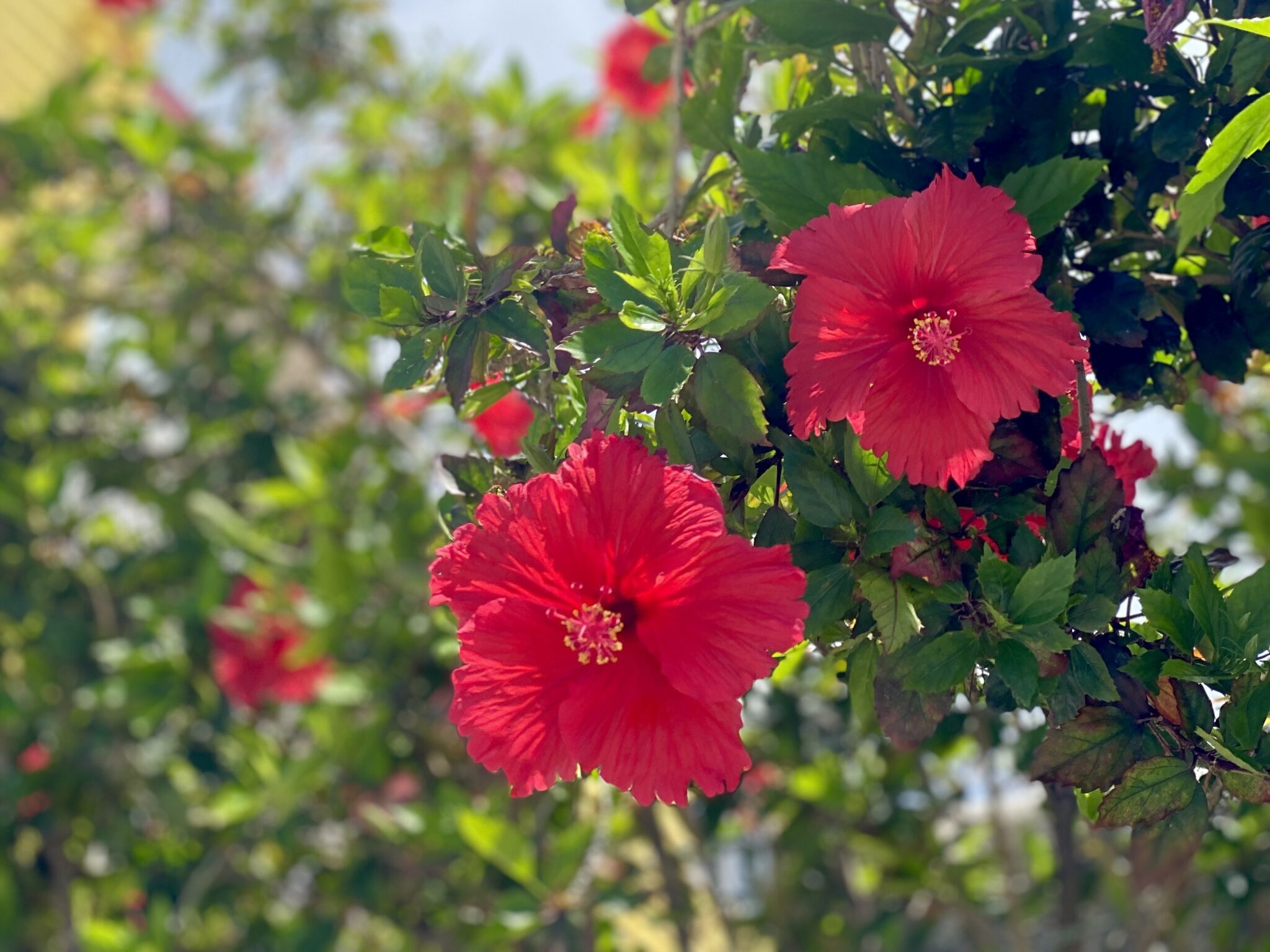 会社の文化紹介：General Meeting≠社員旅行なんです。