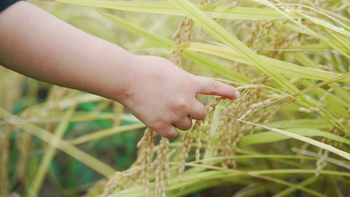 泥だらけで植えたあの苗が…ついに収穫のとき【稲刈り編】