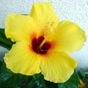 Tachino