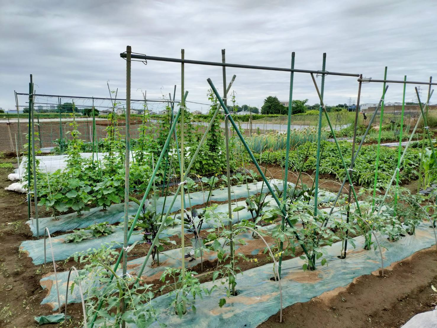 会社の「農業体験」がきっかけ。家族で畑を耕すことでウェルビーイングが向上したマーケッターの話