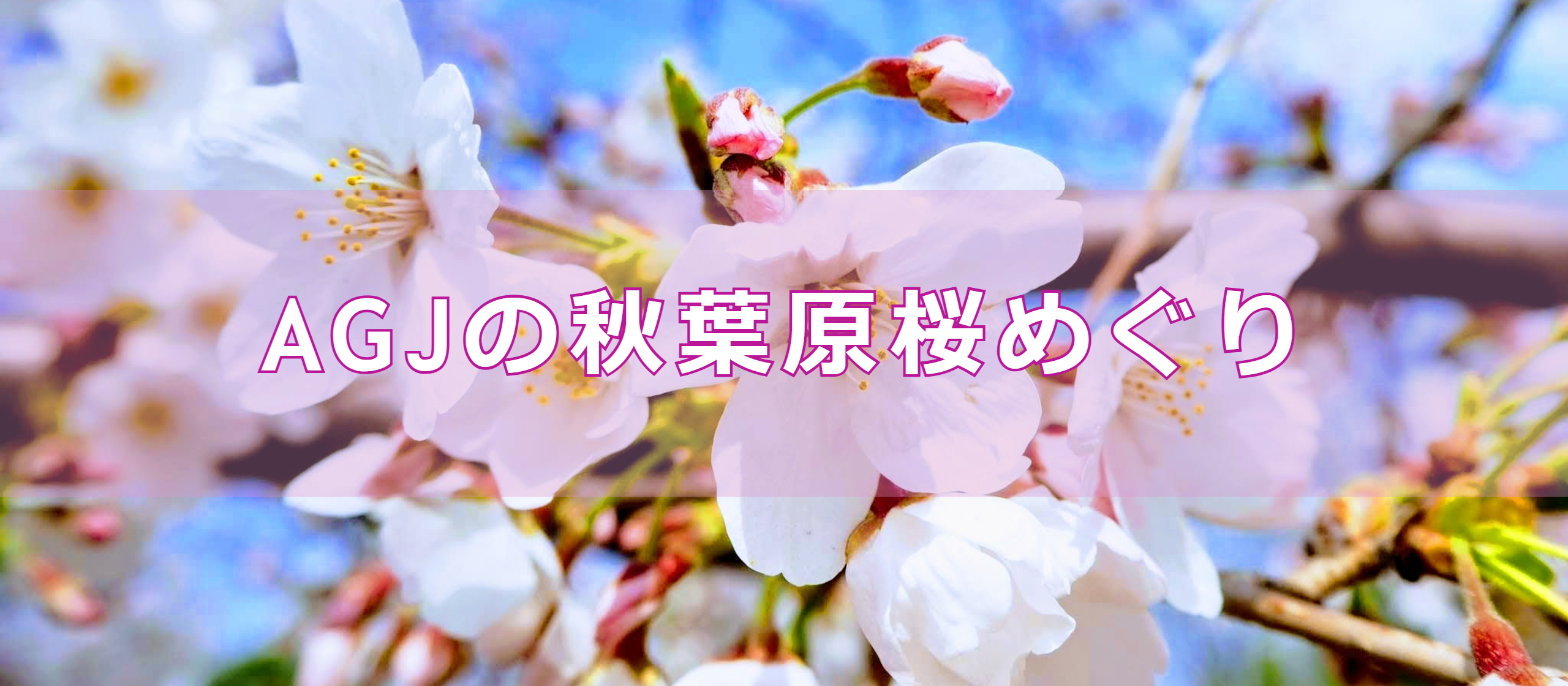 AGJの秋葉原桜めぐり②