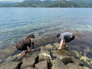 目の前の海に海藻を採取しにいきます