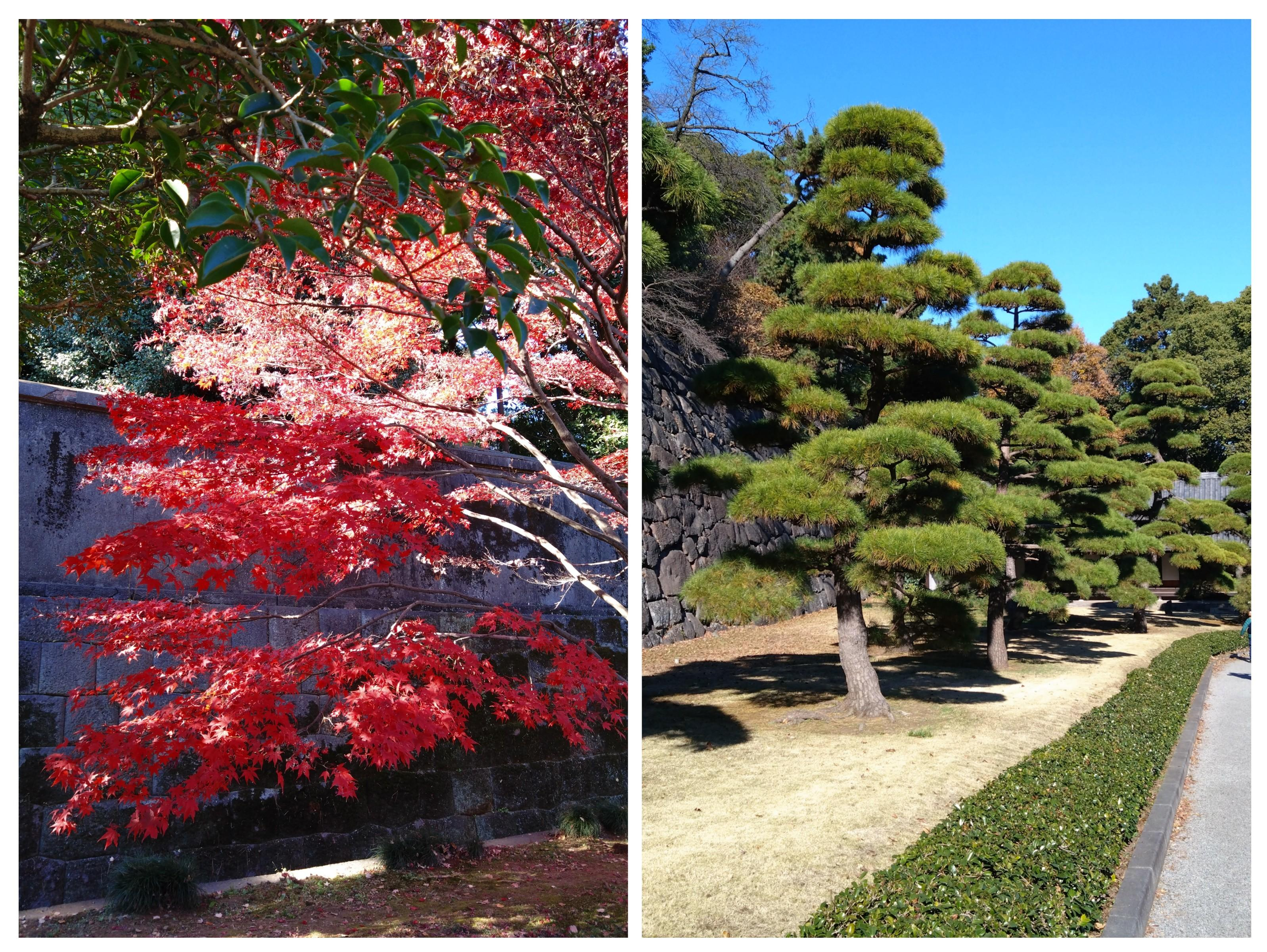 皇居 乾通りにて