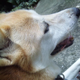 Makoto Numata
