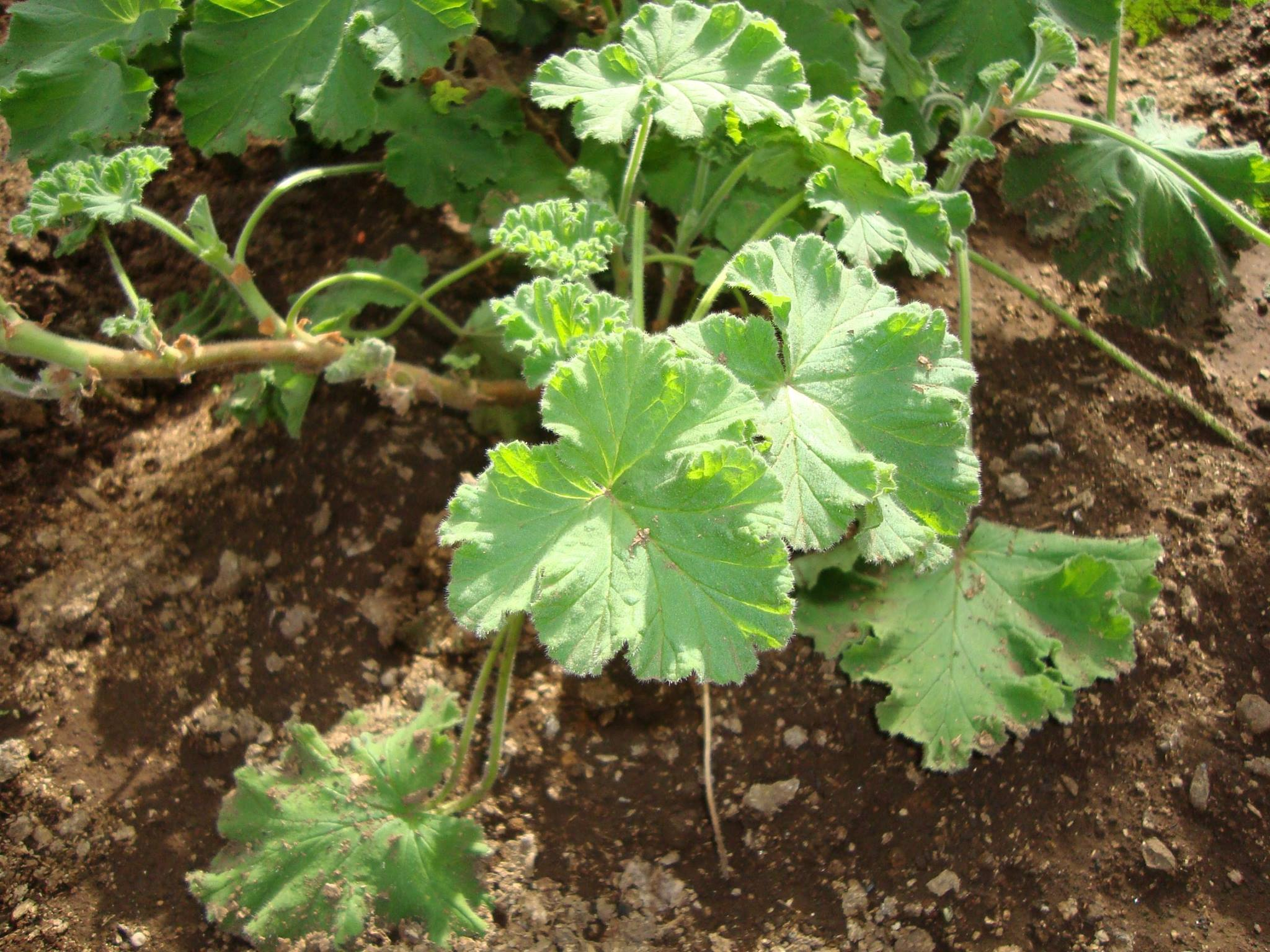 グリーンフレークゼラニウム