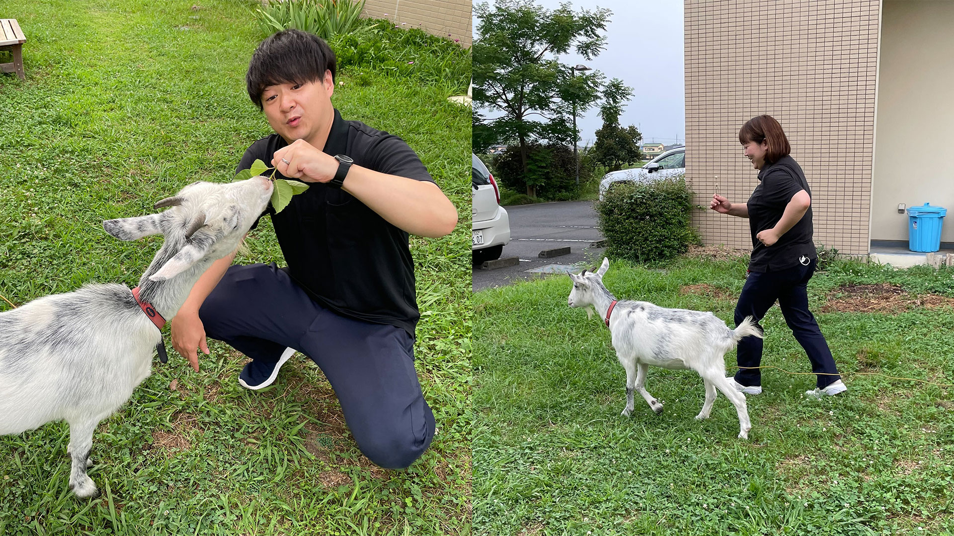 こうのすタンポポ翔裕園ヤギの「メイちゃん」～地域と施設を繋ぐ存在に