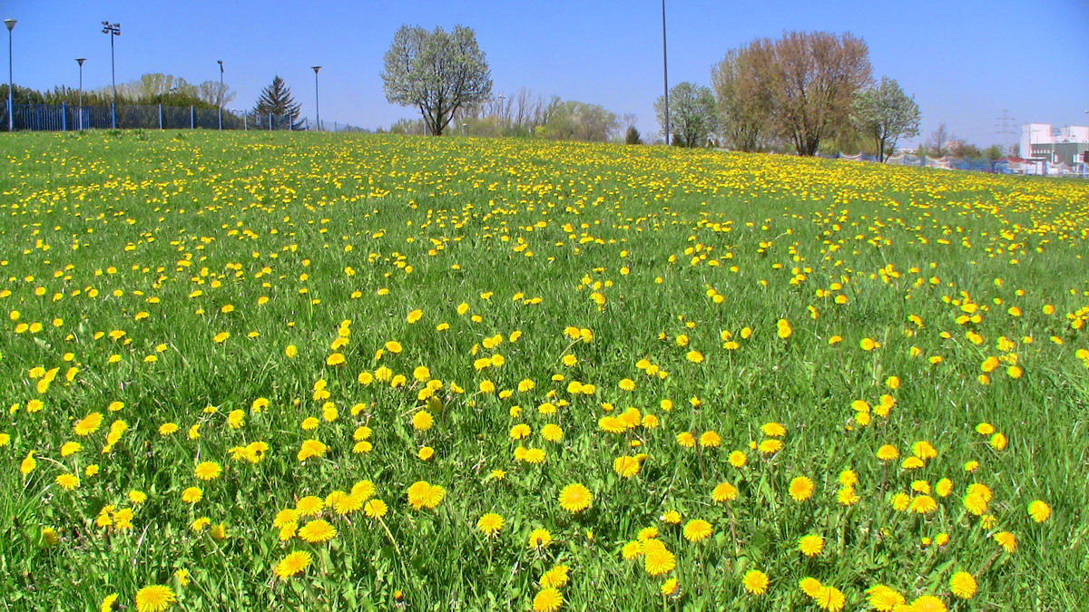 野原にはごちそうがなんでもありました