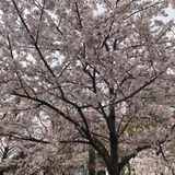 矢幡 睦