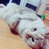 吉岡 明日香