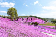 毎年この絶景を楽しみに多くの方が訪れます