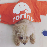 代表の愛犬ベック×norina T-shirts!