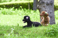 すべては「ペットの家族化推進」のために。働くメンバーも飼い主としてペットと幸せな共生を日々模索しています。