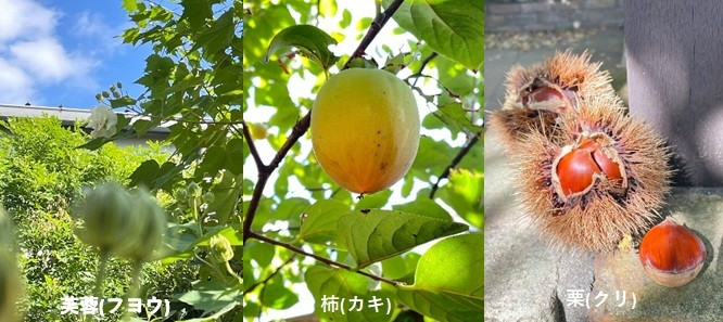 大泉工場(OKS CAMPUS)に訪れる秋