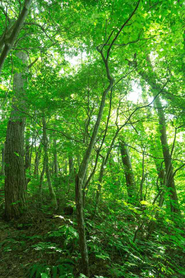 広葉樹の森。飛騨の森から「hida woods  hida products」の地産地消へ。