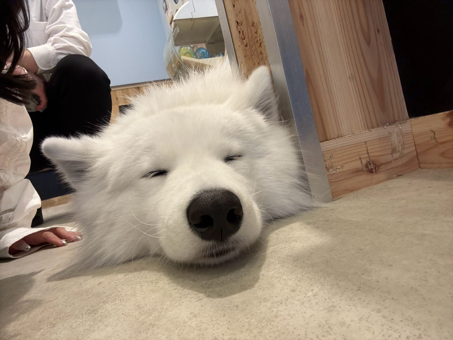 癒しを求めて🐕