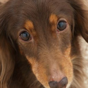 Toutouserviceトゥトゥサービス