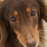 Toutouserviceトゥトゥサービス