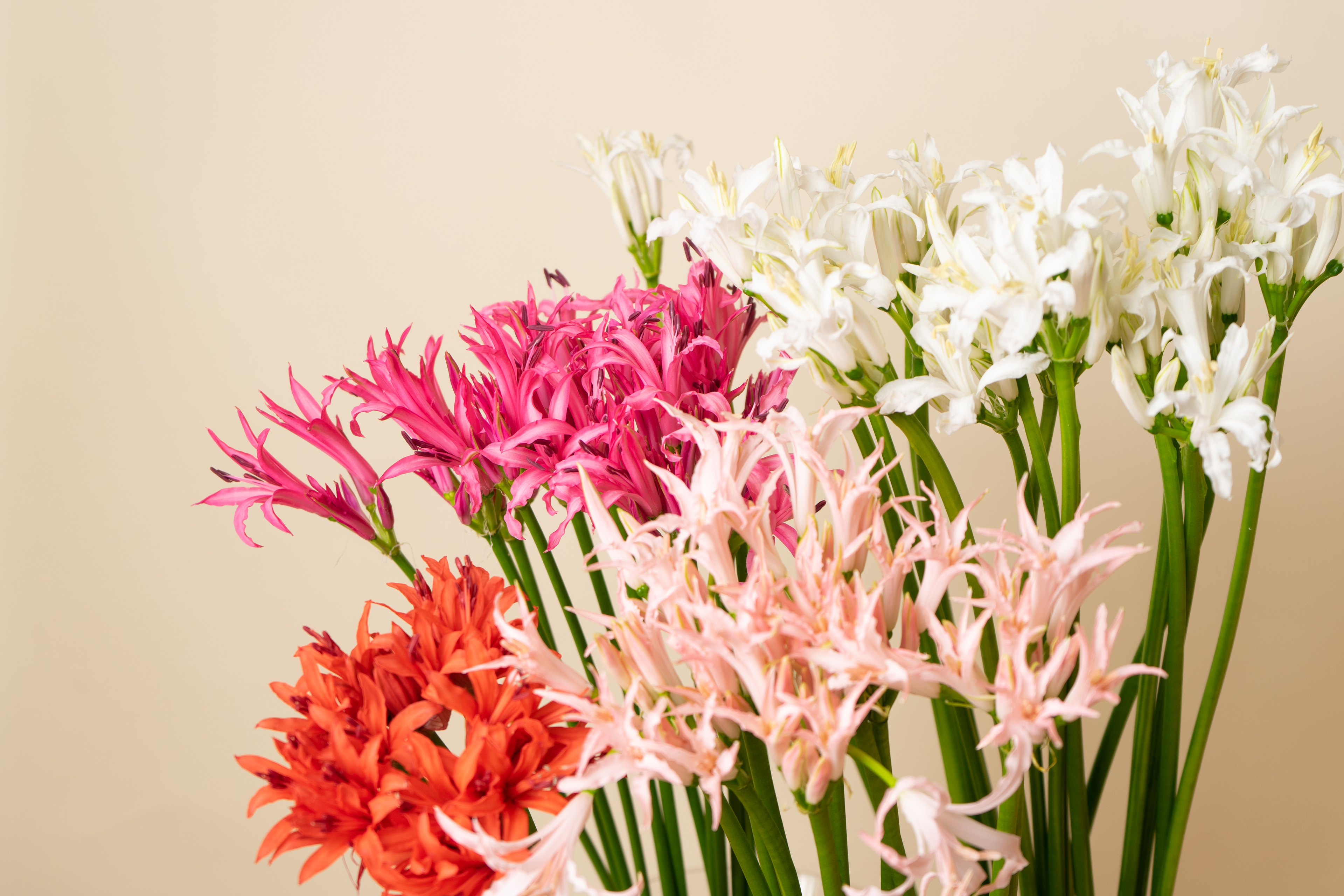 【Beer and Tech Interview ＃9】どんな時も「お客様から考える」HitoHana（ひとはな）をどこよりもお客様満足度の高いサービスに！