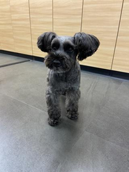 実はオフィスに一緒に働く仲間（ワンちゃん①）です！