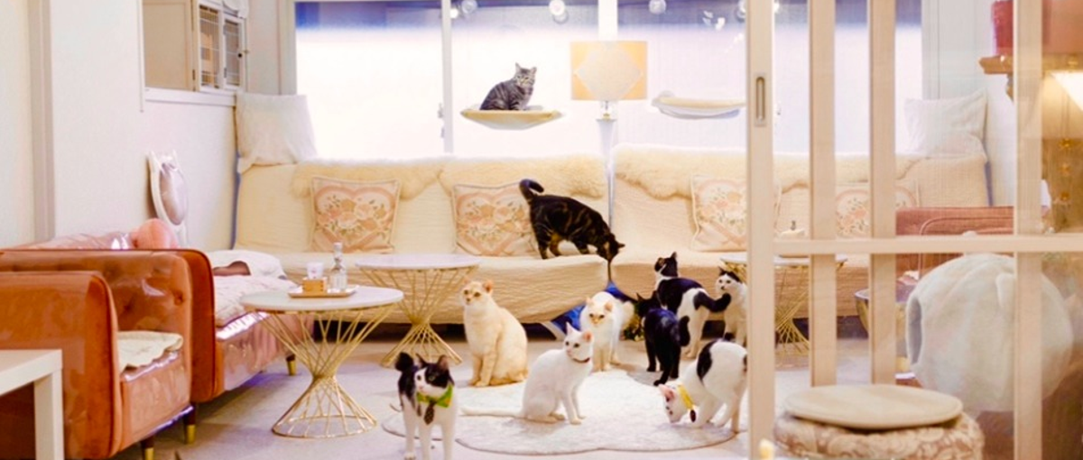 保護猫サロンの責任者