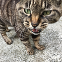 Miwazzi