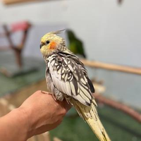 小川 華世