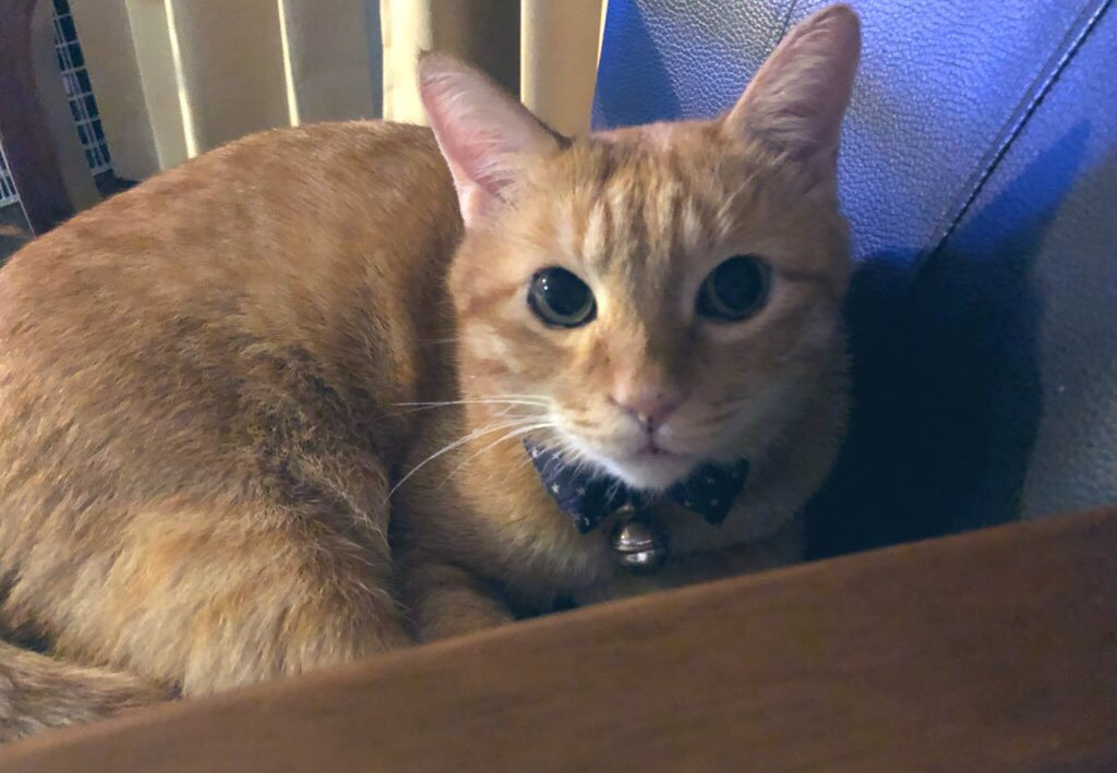 愛媛県在住、元病院管理栄養士で現在デイトレーダーをしています。自宅でできる仕事も探しています。