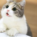 内山知子