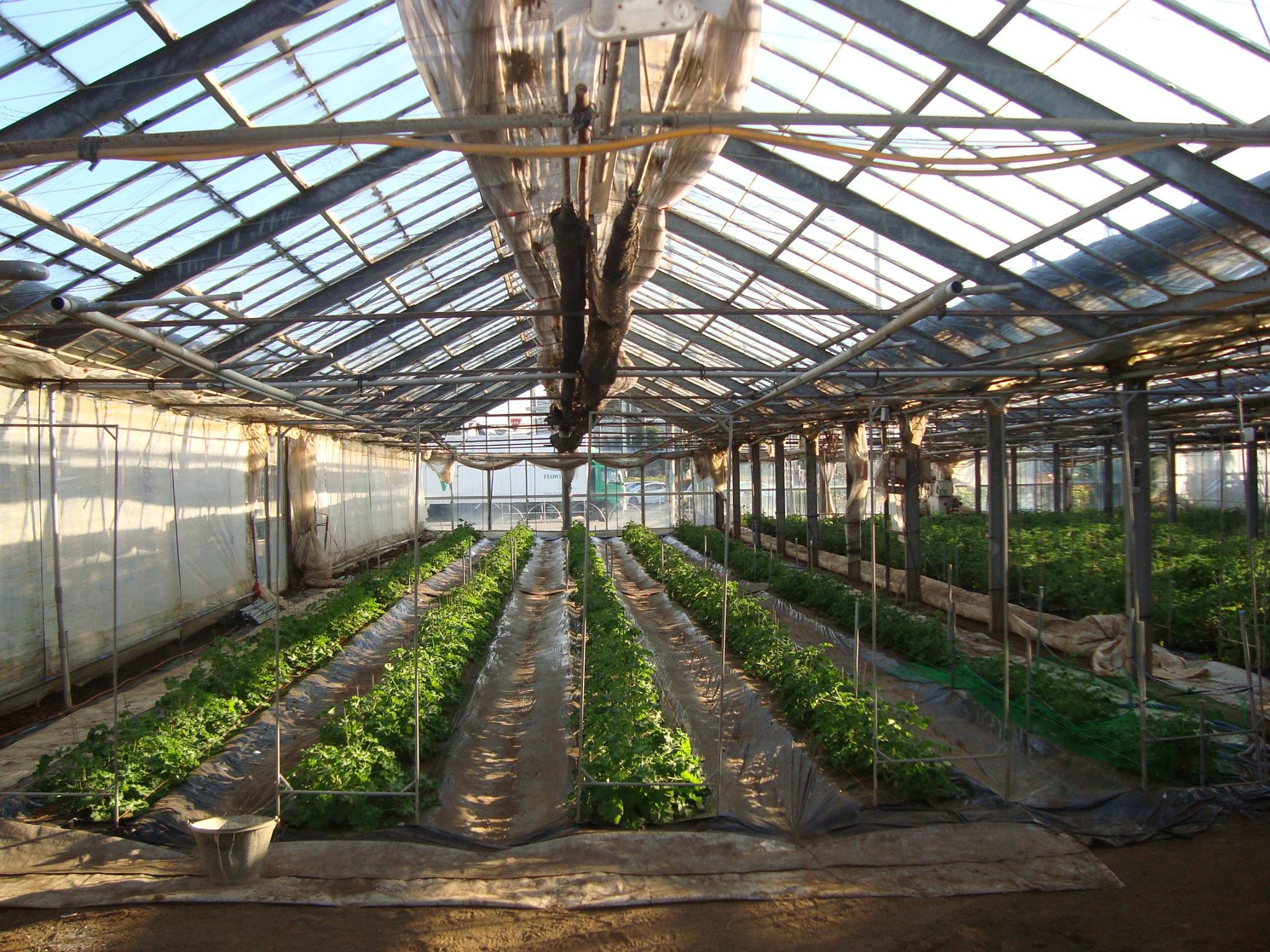 さいたまのガラス温室にて栽培