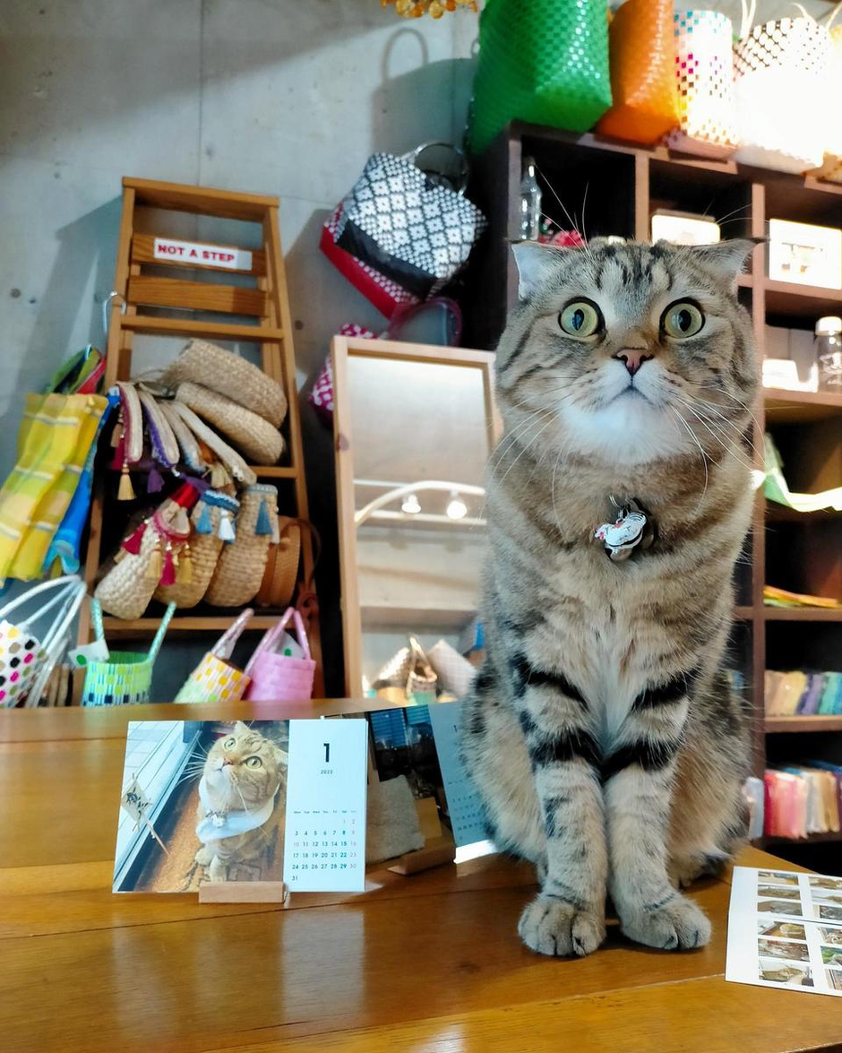 店長(見習い)「のぶにゃが」がお迎えする雑貨店【庫-kho-】 | 株式会社AAB