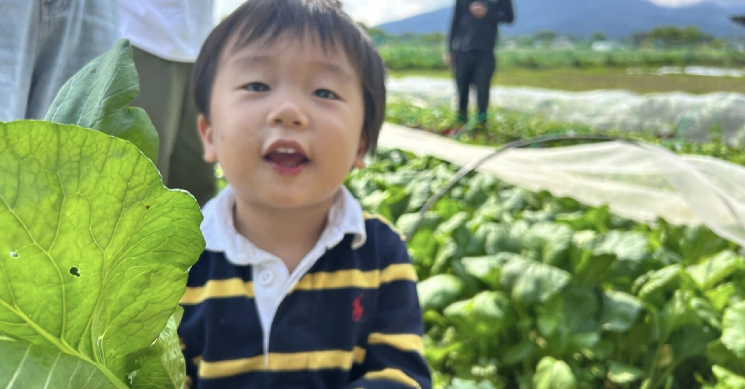 【note投稿しました】街作りと野菜とブランディング by 代表 杉岡 侑也