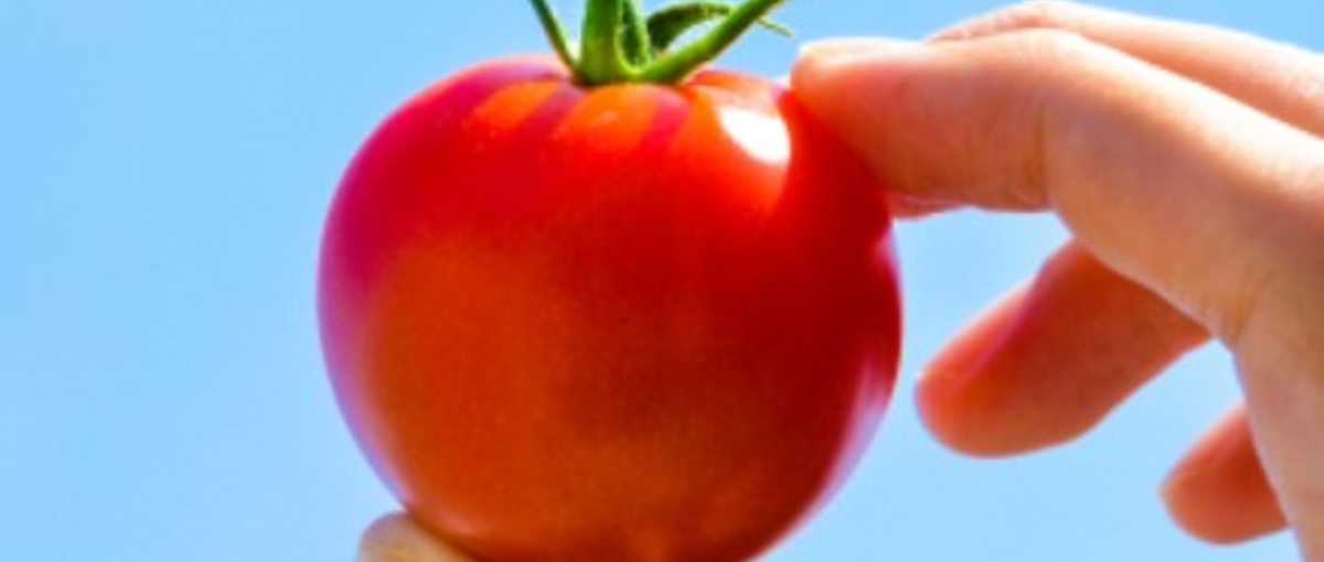 兵庫｜農業テックの根幹を担う、スマート農業施設の運営エンジニアを募集！