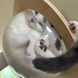 柏村 佳世