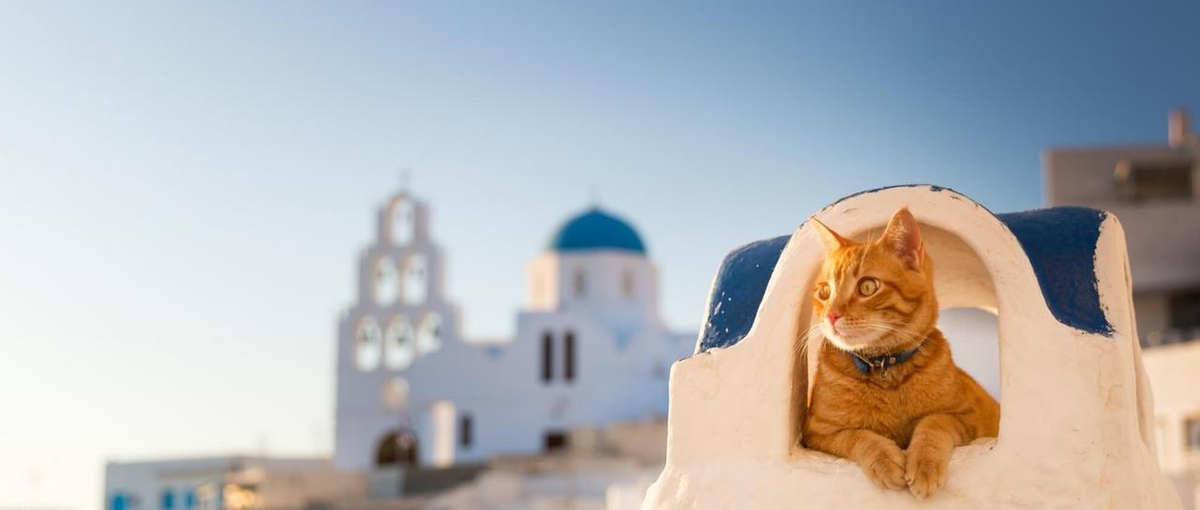 ペット×HR領域の成長サービス！開発と仕組みづくりを担うエンジニア募集