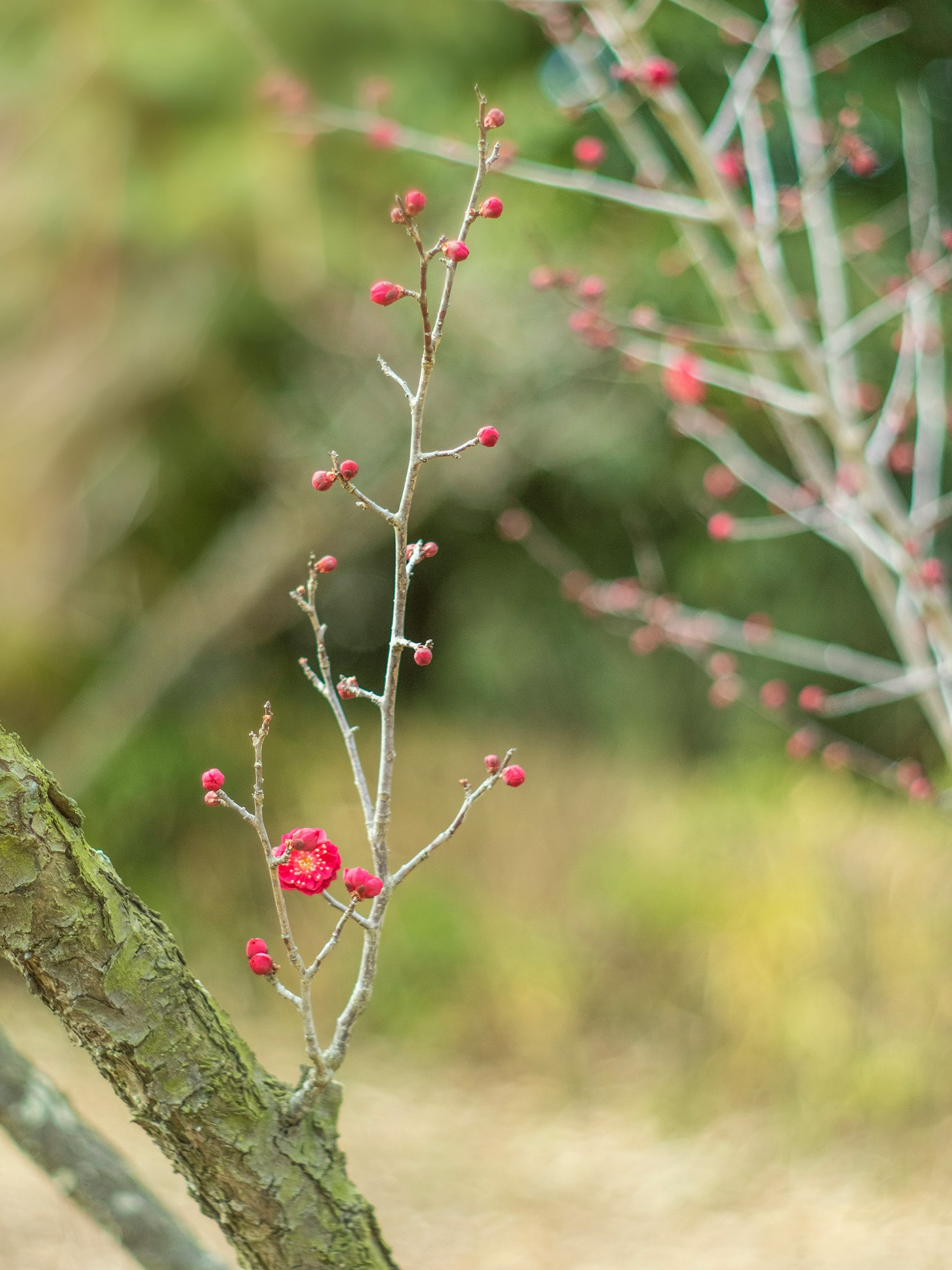 厳しい寒さの中、梅が花をつけるように。忍耐強く丁寧に。