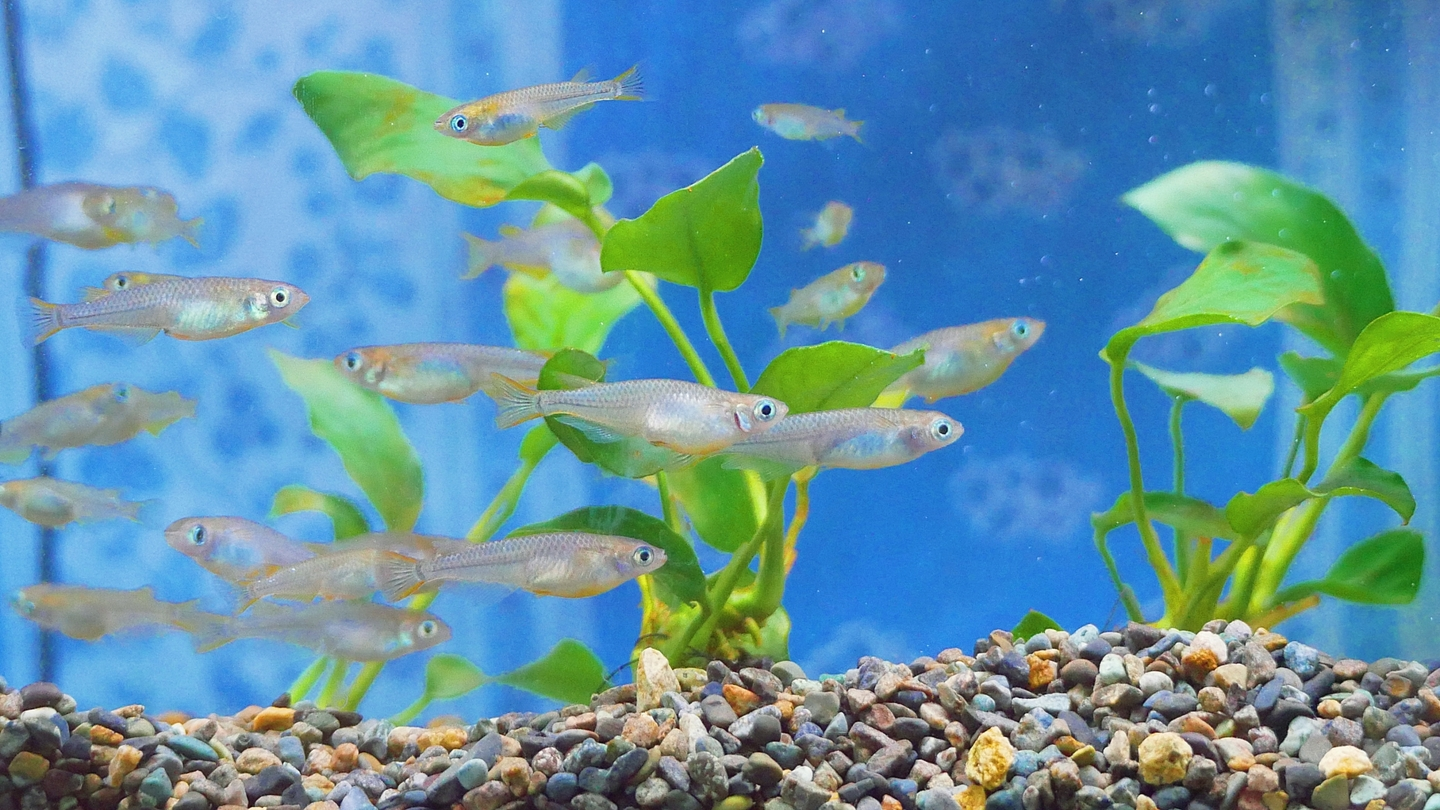 【特別公開】10年間愛される教育情報コラム『メダカの学校の1年』第100号！生成AIは学校でどう活用できる？