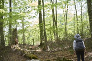 原生的なブナの森　岳岱（だけだい）ツアーの窓口