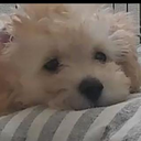 鎌田 プエル